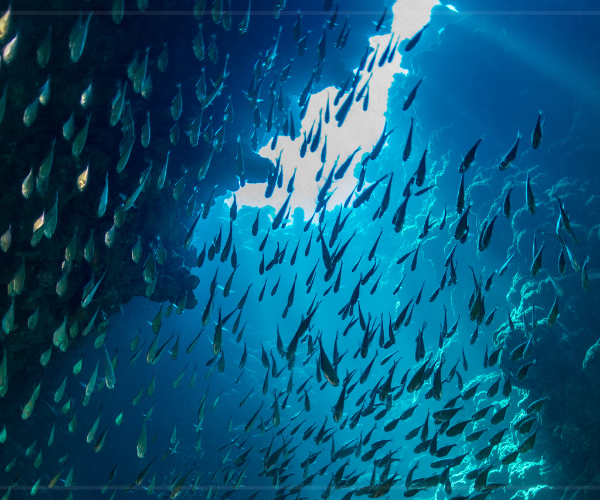 Blue Hole Snorkeling Tour with lunch from Dahab