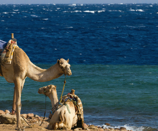 Ras Abu Gallum & Blue Hole Snorkel Safari by Jeep and camel