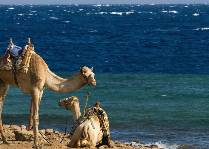 Ras Abu Gallum & Blue Hole Snorkel Safari by Jeep and camel
