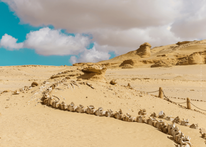 Wadi El-Hitan - Everything you need to know to plan you visit