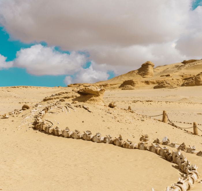 Wadi El-Hitan - Everything you need to know to plan you visit