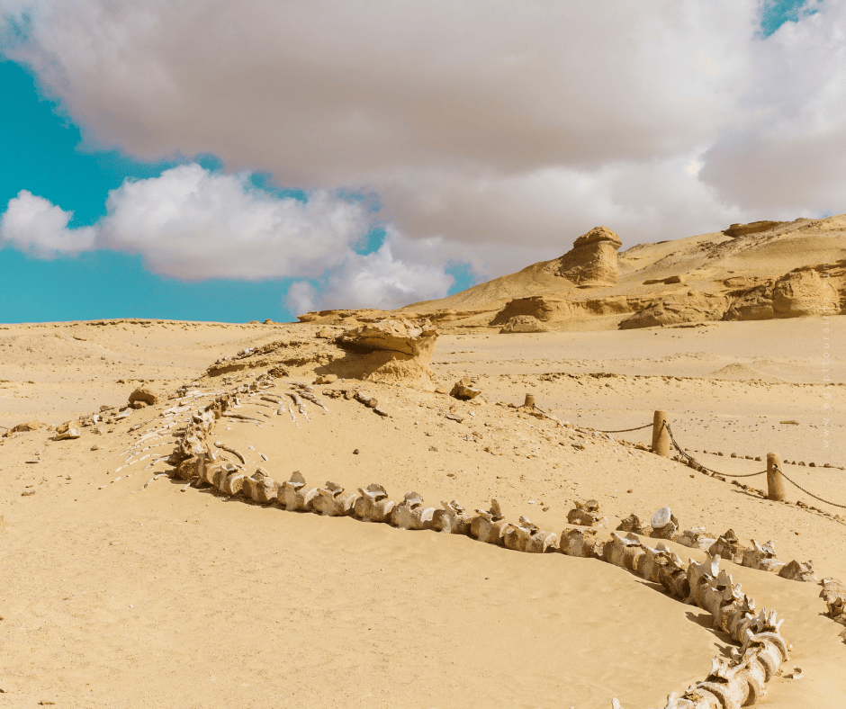 Wadi El-Hitan - Everything you need to know to plan you visit